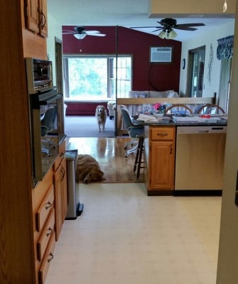 Vinyl plank floors testimonial and flooring before photos with dogs