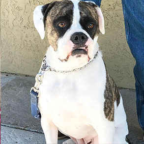 Hallmark Floors Partner Ipittythebull help find this bulldog a home