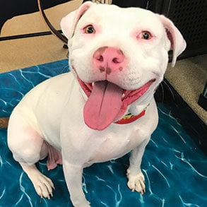 Hallmark Floors Partner Ipittythebull helped get Jersey adopted