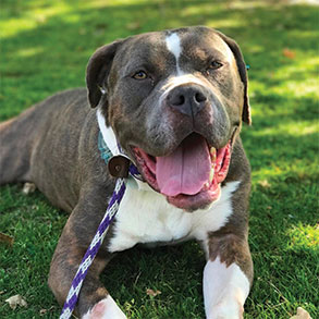 Hallmark Floors Partner Ipittythebull helped serena get adopted