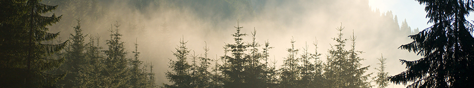 forest light hallmark hardwoods forest light hallmark hardwoods