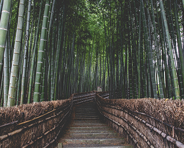 Teragren bamboo forest