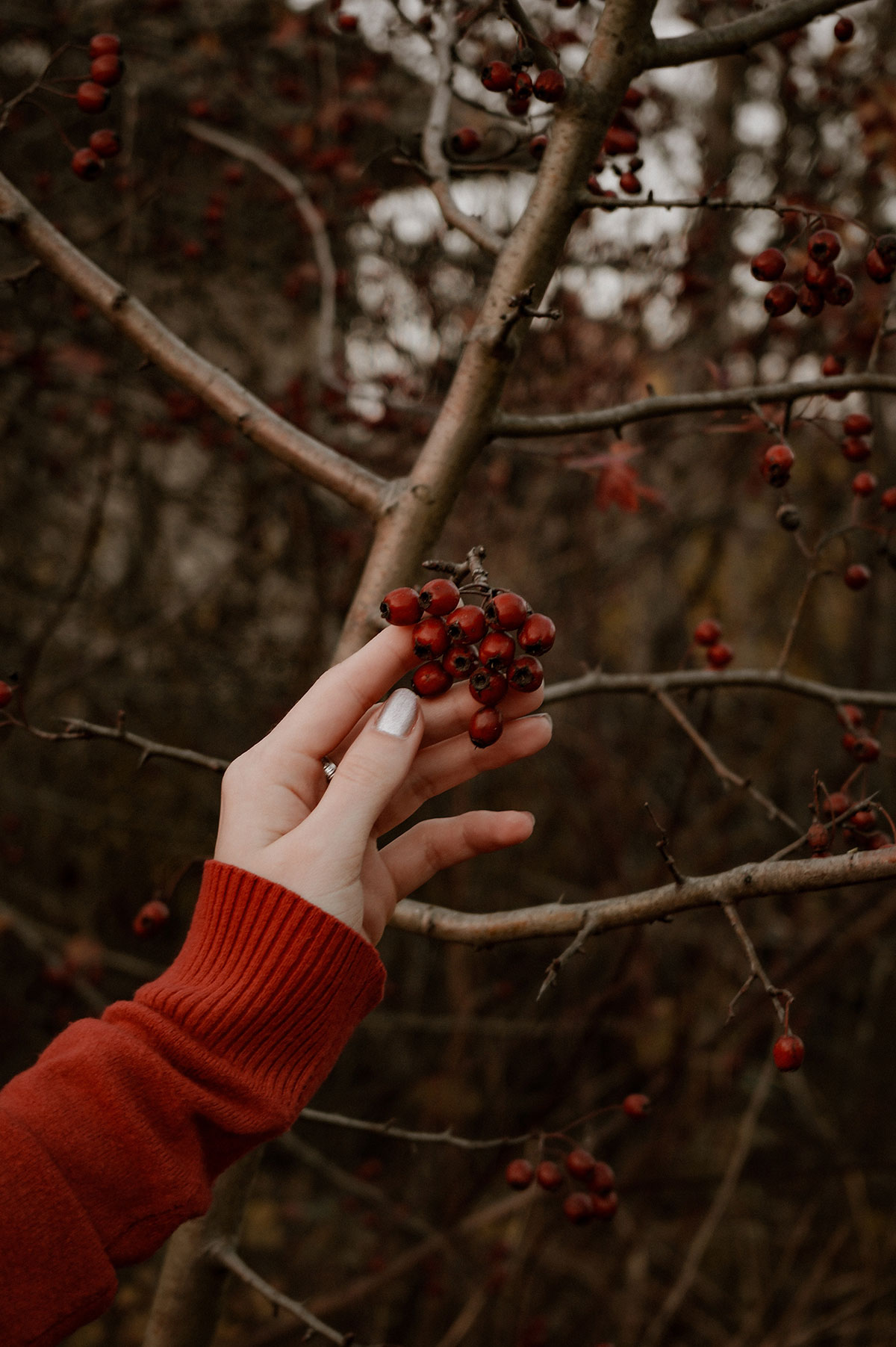 berry picking in the woods