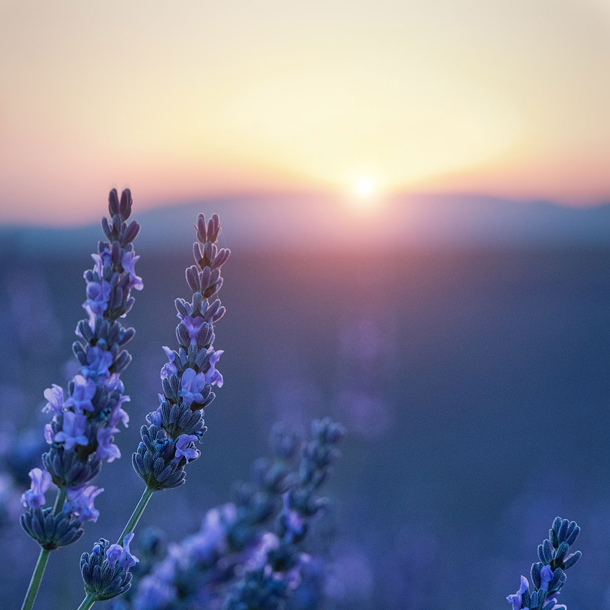 lavander field for inspiration