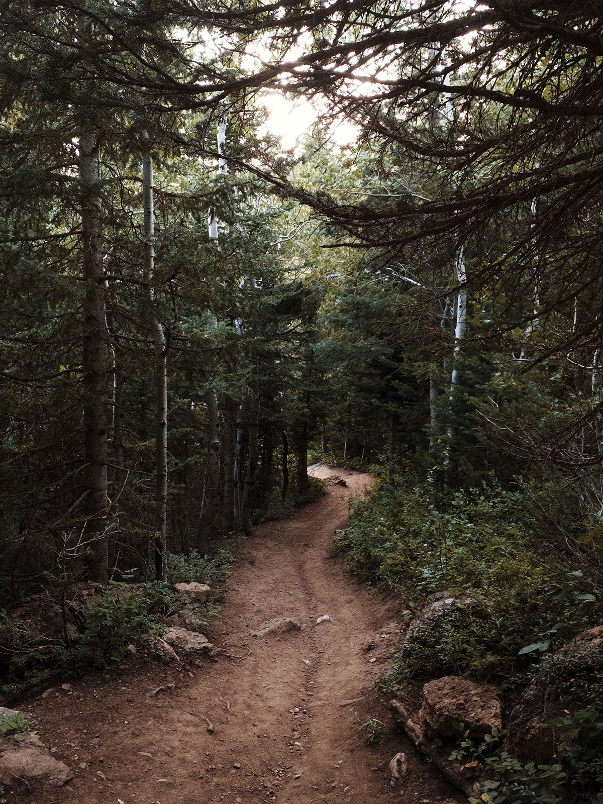 quiet road in the woods