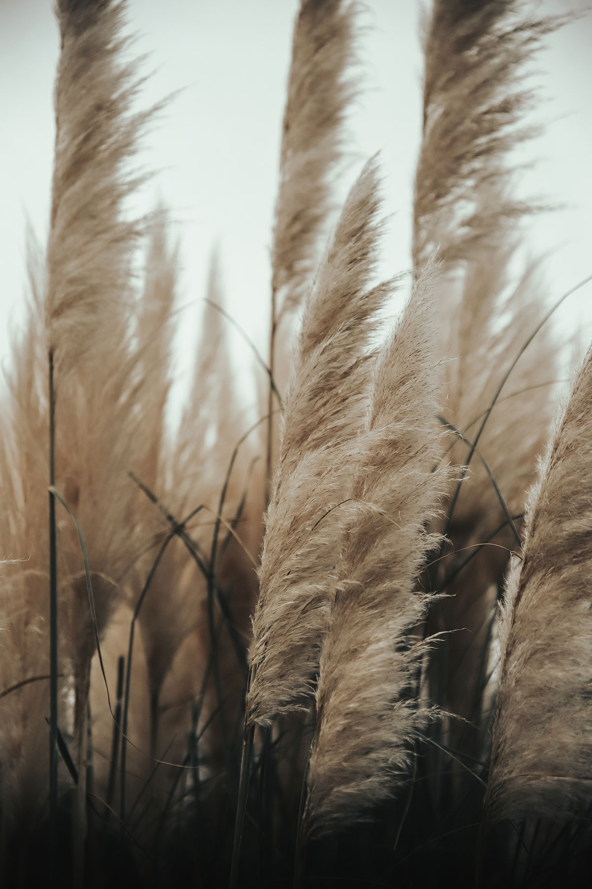 simple life plants and the wind