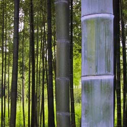 TERAGREN-PROFILE Optimum 5.5 Moso bamboo